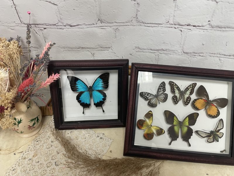 cadre-papillon-naturalise-bali-butterfly-park-cabinet-curiosite