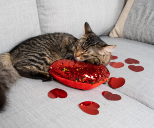 Fête de la saint valentin 2025 décoration maison intérieure décoration Saint-Valentin maison, chat lové sur un canapé avec une décoration saint valentin